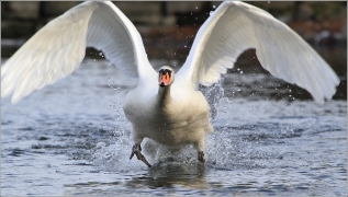 <p>Labuť velká (Cygnus olor) –--- /Mute schwan – Höckerschwan/</p>